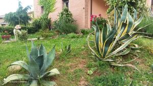 una planta verde en un patio junto a una casa en Casa VINCENZO 130 mq con 2 Bagni ed ingresso esclusivo dal giardino, en Felino