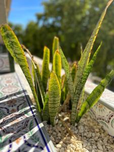 a group of plants in a pot on a table at City Center Marbella Apartment - EaW Homes in Marbella +24 photos