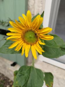 Una flor amarilla está sentada en un jarrón en Au Clos des Figues, en Chambon