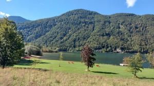 Peisaj natural din apropierea acestei case de vacanță