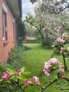 a flowering tree with pink flowers in a yard at Ferienhaus Annu in Lensahn