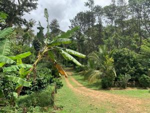 a dirt road in the middle of a forest at Sandev Homestay in Madikeri