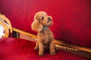 Ospiti di Andalusian Palace con animali domestici