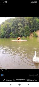 a swan swimming in a lake with a boat at Village Jazz in Chimankend