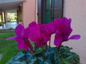 a bunch of purple flowers in front of a house at Hotel Su Giudeu in Chia