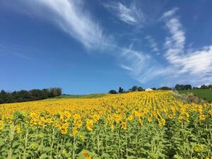 a field of yellow sunflowers under a blue sky at casale dei cinque colli APPARTAMENTO in Ostra