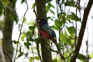 a blue and red bird perched on a tree branch at Chácara paraíso dá paz in Nova Petrópolis