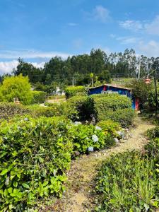 un jardín con arbustos verdes y un edificio azul en Cabaña Rústica Villa Alicia en Paipa