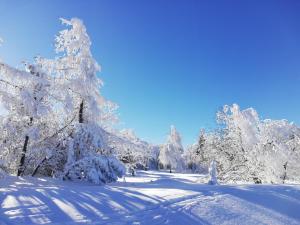een met sneeuw bedekt bos met sneeuw bedekte bomen bij Erzgebirgshaus in Kurort Altenberg