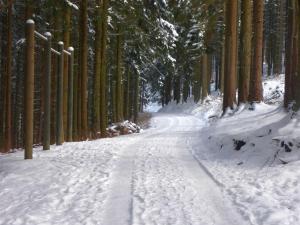 um caminho coberto de neve numa floresta com árvores em Ferienwohnung Quinkert em Eslohe