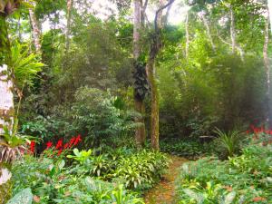 Zahrada ubytování Eco-Flats Cachoeira Azul