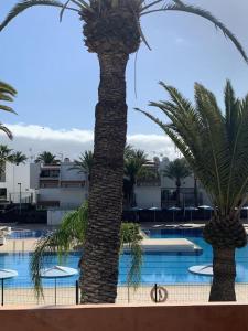 two palm trees in front of a swimming pool at Lovely apartment with pool in Costa Del Silencio