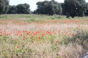 a field of red poppies in a field at Masseria Valente in Ostuni