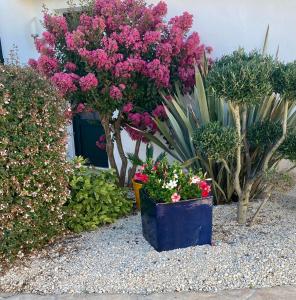 un ramo de flores y plantas en un jardín en Appartement à l’étage indépendant, en Ars-en-Ré