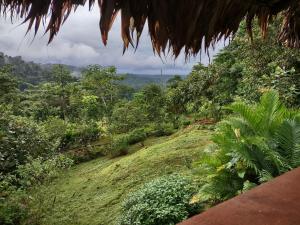 - une vue sur une colline verdoyante et luxuriante avec des arbres dans l'établissement Barba Negra Adventure House, à Sierpe