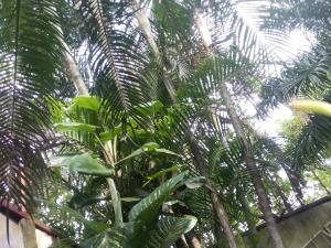 a palm tree with leaves in front of a building at Alexander b&b in Alajuela City