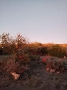 a garden with flowers and a tree in a field at Madrenatura in Mina Clavero