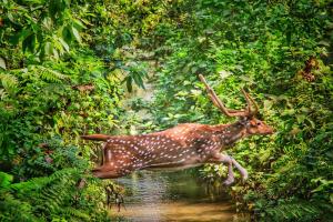 a gazelle running through a stream in a forest at Hotel Town View in Sauraha