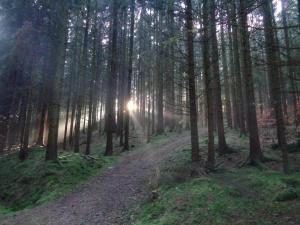 a dirt road in a forest with the sun shining through the trees at Ferienwohnung Kuschel in Thanstein