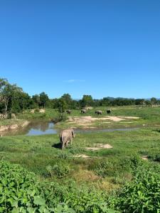 um elefante parado num campo ao lado de um rio em I love phants Lodge em Ban Huai Thawai