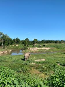 an elephant standing in a field next to a river at I love phants Lodge in Ban Huai Thawai