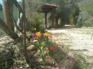 un jardín con flores de colores en la hierba en A 11 km de Riopar Casa Acogedora con sabor antaño 