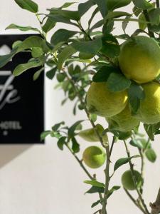 einem Zweig eines Zitronenbaums mit grünen Blättern in der Unterkunft Re Sale Boutique Hotel in Trapani