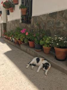 Domácí mazlíčci ubytovaní s hosty v ubytování Casa Amigos - La Viña