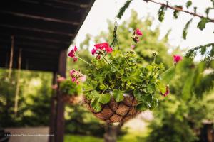 Zahrada ubytování Ethereal Chalet + 27 fotografií
