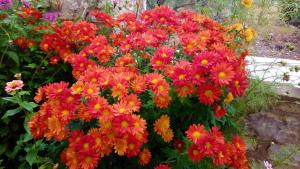 a bunch of red and orange flowers in a garden at Finnish wooden house for 2 people in Vytina
