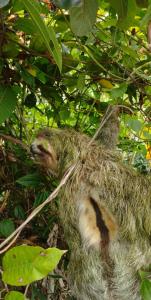 a sloth in a tree with its head up at Hotel Cabinas Murillo in Drake