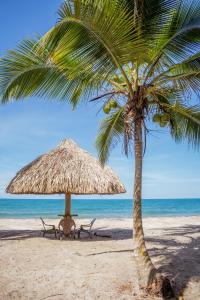 a palm tree and a chair under a straw umbrella on a beach at UUTTAAKA Eco-Hotel in Palomino