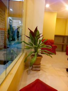 a potted plant in a lobby with a room at Hotel REY DAVID in Uyuni