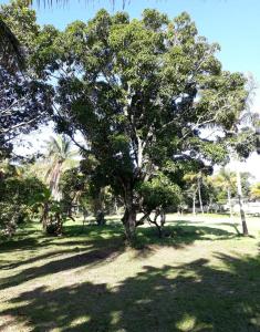 a tree in the middle of a grass field at Maravilhoso Recanto Santa Rosa in Guarapari