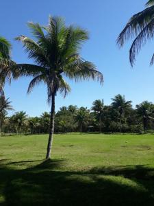 una palmera en un campo con un cielo azul en Maravilhoso Recanto Santa Rosa, en Guarapari