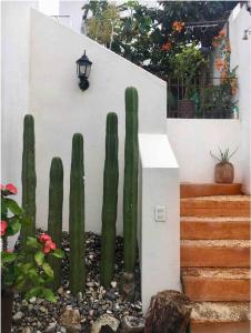 un grupo de cactus en un jardín junto a una pared en Casa Marú, en Oaxaca City