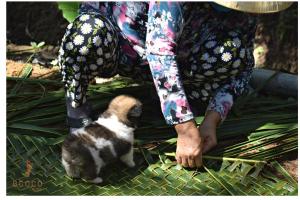 Domácí mazlíčci ubytovaní s hosty v ubytování Ecoco Homestay Mekong