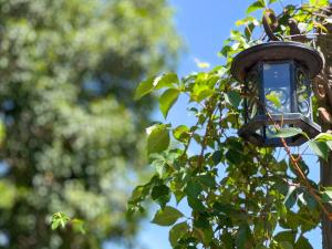 a street light hanging from a tree with leaves at Calming And Renovated Near Dt St Pete Pier 2 King in St. Petersburg