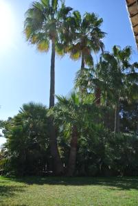 un grupo de palmeras en un parque en Casa Olivia, en Moraira