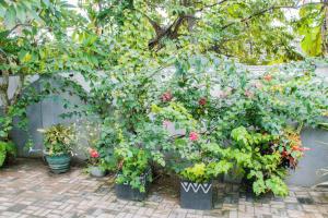 a bunch of potted plants sitting next to a wall at Villa Harbour View in Galle