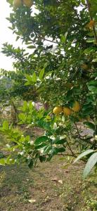 Corbett Nature Retreat外面的花园