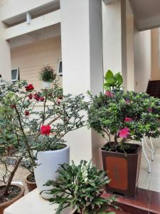 Κήπος έξω από το Mây Đà Lạt Home