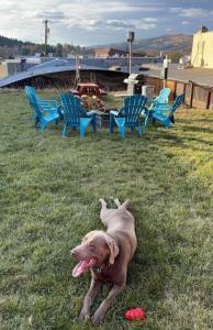 約翰迪的住宿－John Day Motel，一只棕色的狗躺在椅子旁边的草地上