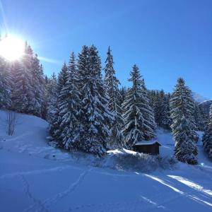 een met sneeuw bedekt bos met bomen en een hut bij Le cheval noir 37 (6-7 couchages ) in Valmorel