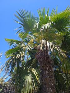Una palmera con muchas hojas. en El Juncalito en San Rafael