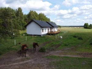 Zwierzęta w apartamencie lub w pobliżu