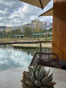 a succulent plant sitting on a table next to a river at MB luxury apartments in Tirana