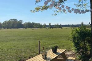 a picnic table in front of a field with cows at Boshuisje Doldersum: omheinde tuin en uniek uitzicht in Doldersum