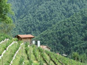 uma vinha em frente a uma montanha com árvores em Foresteria Giardino em Paisco