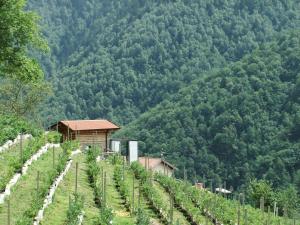 a vineyard in front of a mountain with trees at Foresteria Giardino in Paisco